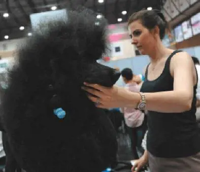 La toelettatura a domicilio. Curare i cani? È senza stress