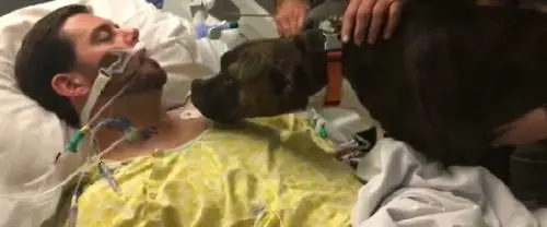 Il cane dà l'ultimo saluto al padrone in fin di vita. E il video commuove tutti