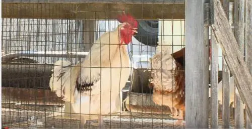 Asti, maxi sequestro di 300mila uova