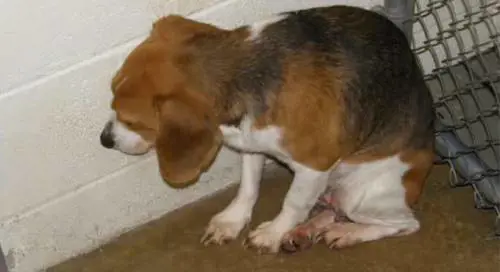 "Non so più che farmene di questi cani": cacciatore fa uccidere i suoi setter