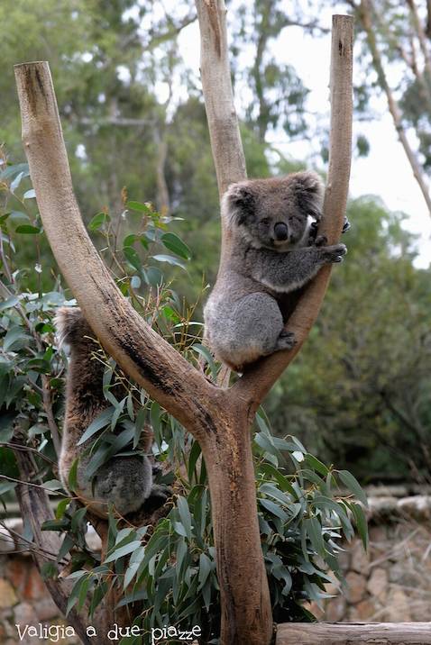 Australia, dove abbracciare un koala e nutrire i canguri
