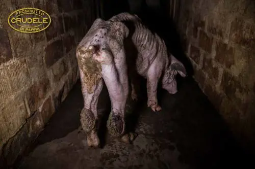 Polemica sul prosciutto di Parma: "Maiali ammassati e maltrattati"