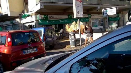 Roma, spunta un cammello per le vie della Capitale