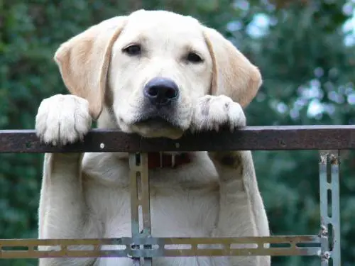Cassazione: sì al sequestro dei cani se disturbano gli altri condomini
