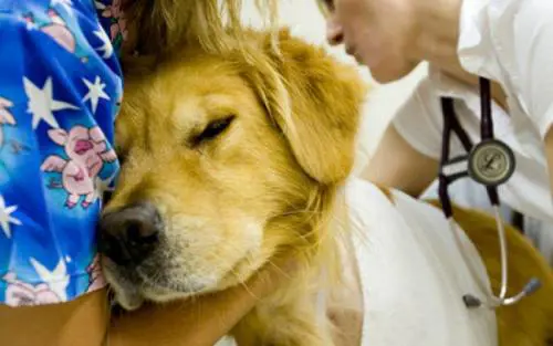 Lombardia, cani in ospedale. Possono far visita al padrone