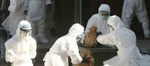 Scatta l'allarme aviaria negli allevamenti intensivi