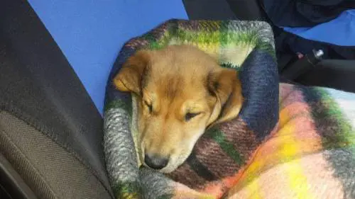 Il cucciolo gettato nei rifiuti perché malato