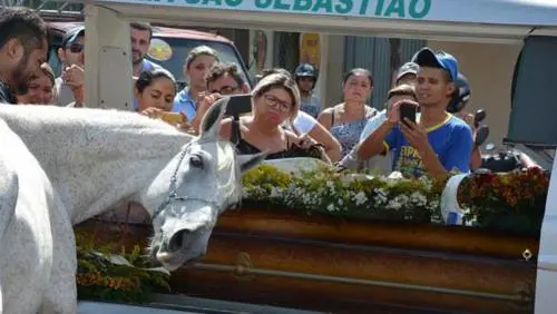 Nitriti, lacrime e una carezza. Così piange un cavallo in lutto