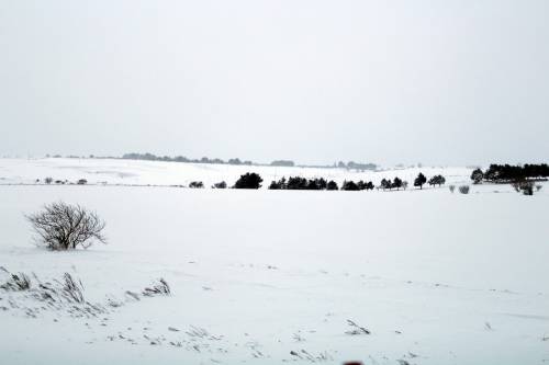 L'appello dell'allevatore: "In Puglia siamo completamente isolati per la neve"