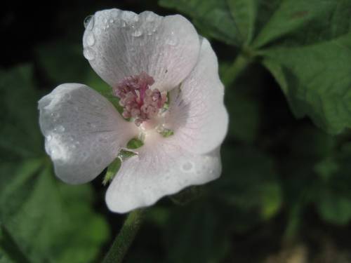 Altea: così la natura aiuta la bellezza con un fiore