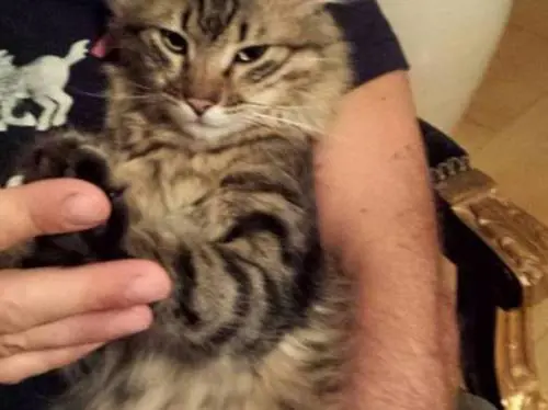 Ogghy, 140 km verso casa poi crolla