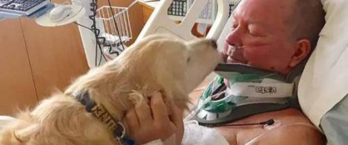 "È un eroe, gli sarò grato per sempre". L'impresa del cane che ha salvato il padrone
