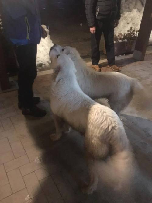 "Lupo e Nuvola sono vivi": i cani mascotte dell'hotel Rigopiano ce l'hanno fatta