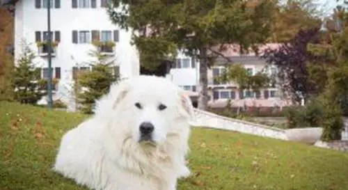 Rigopiano, il pastore abruzzese Neve non ce l'ha fatta