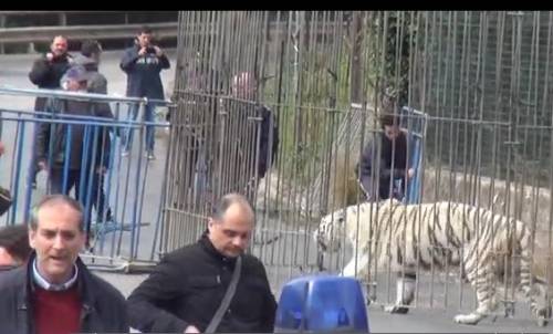 La tigre scappa dal circo e terrorizza Palermo