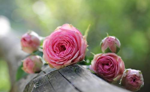Acqua di rose: così la natura si prende cura della bellezza