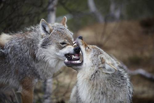 Cremona, avvistata famiglia di lupi. Il sindaco: "Niente paura"