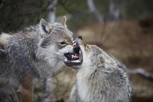 Animalisti in rivolta contro la riapertura della caccia ai lupi