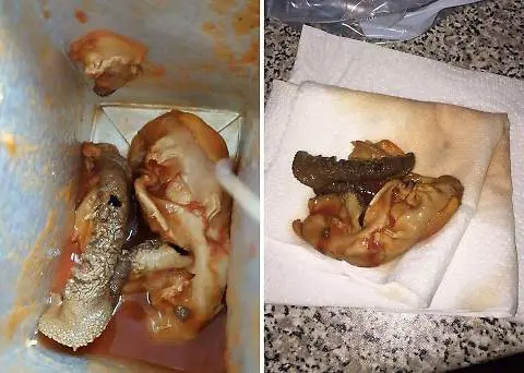 Scoperta orribile nella passata di pomodoro: "È un feto animale"