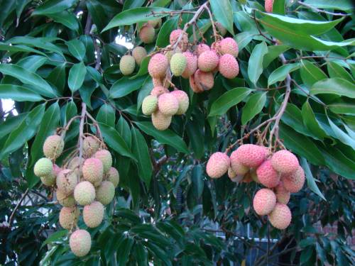 India, ogni anno i litchi causano  la morte di centinaia di bimbi