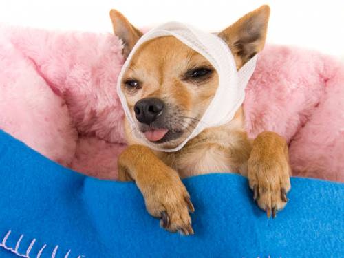 Mutua per cani e gatti. Il sistema fa star bene anche i loro padroni