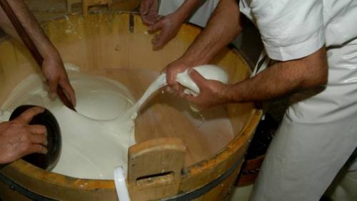 Caserta, mozzarella di bufala con latte avariato: tre aziende sequestrate e cinque arresti
