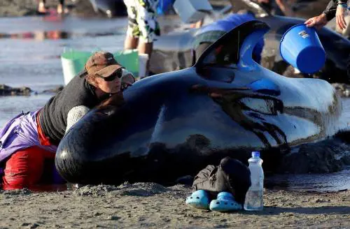 Centinaia di balene spiaggiate. È già una strage