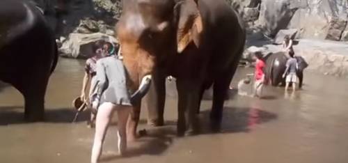 Thailandia, infastidisce l'elefante e lui la fa volare con la proboscide
