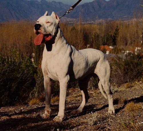 Catania, bimbo sbranato dal cane: la madre patteggia pena di 18 mesi