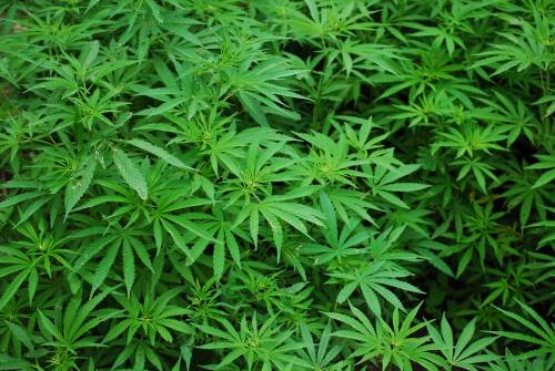 "Dopo le palme, piante di marijuana in piazza Duomo"