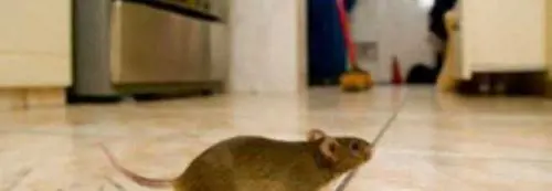 Roma, trovati topi in una scuola elementare