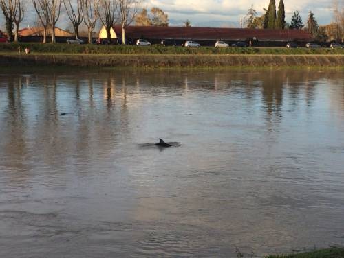 Pisa impazzita per il delfino in Arno. Ma il cetaceo è malato oppure no?