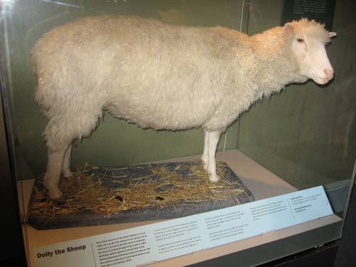 Pecore con cellule umane per i trapianti di organi