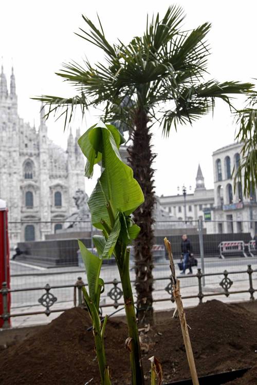 Dopo le palme, ora in Duomo a Milano arrivano anche i banani