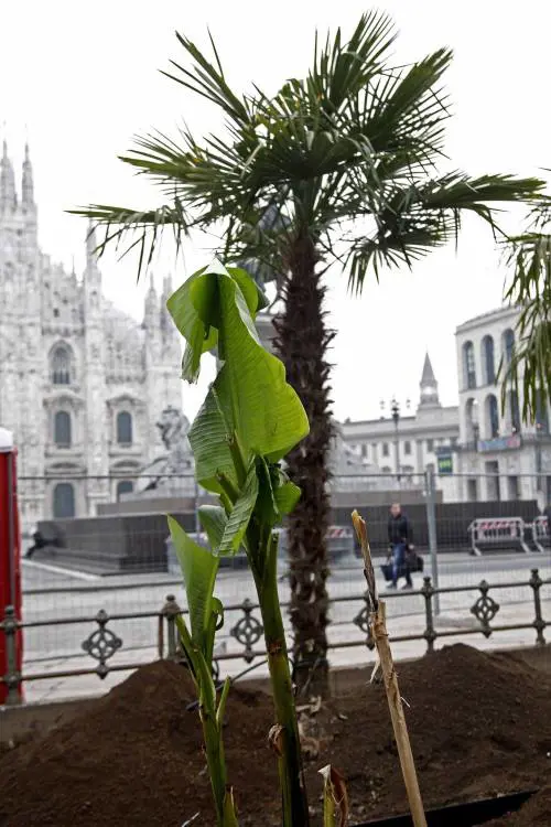 Dopo le palme, ora in Duomo a Milano arrivano anche i banani
