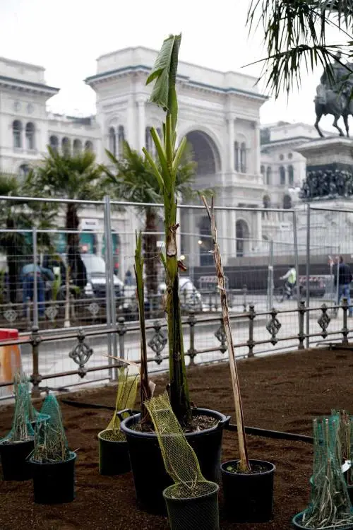 Dopo le palme i banani Maroni: «La mia Africa, ora mancano le scimmie»