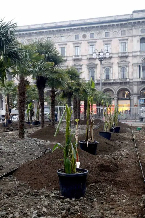 I banani arrivano in piazza Duomo