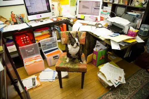 Portarsi il cane al lavoro migliora le relazioni. E le aziende ci pensano