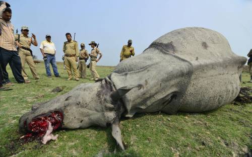 Sudafrica, la guerra dei bracconieri per uccidere i rinoceronti e aggredire i turisti