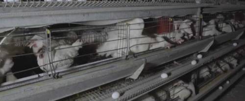 Galline ferite e morte in gabbia: animalisti denunciano allevamento in Lombardia per "maltrattamento animale"
