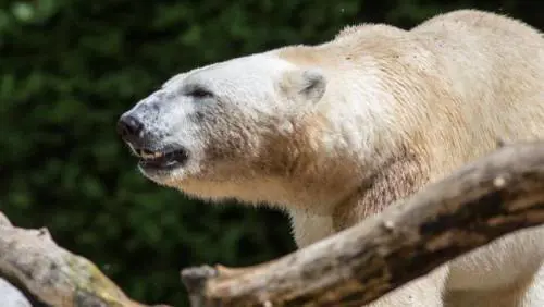 Un cervo o un orso per amico? Adesso si può