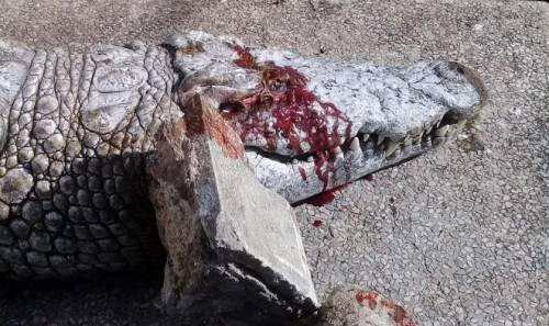 Tunisi, turisti lapidano a morte il coccodrillo dello zoo