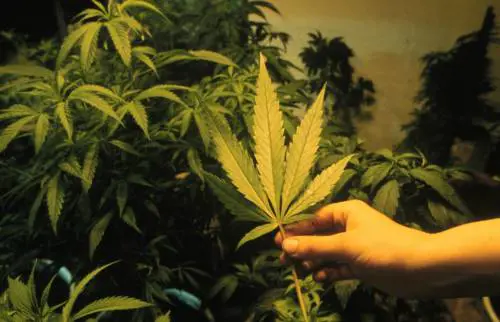 Marijuana nei capannoni del Nordest: il business della mafia cinese