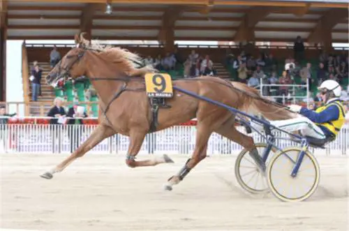 Ippica, rapita Unicka: stella del trotto ed erede di Varenne