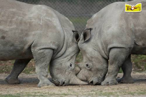 Rinoceronte ucciso allo zoo in Francia per rubare l'avorio