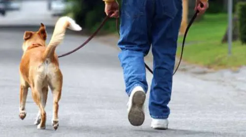 Monselice, abusa sessualmente del suo cane. Operaio denunciato dai vicini di casa