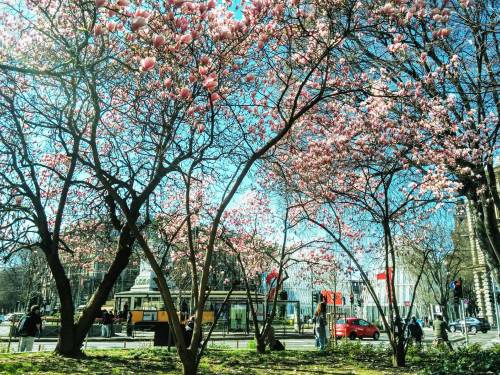 Ma quali palme, la bellezza di Milano è in fiore