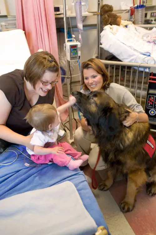 Col dottor cane i bimbi piangono meno