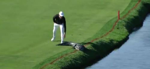 Il golfista Cody Gribble caccia l'alligatore toccandogli la coda