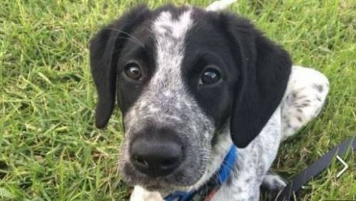 Il cane antibomba ucciso come un terrorista